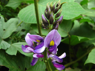 视频: 葛根的高产栽培技术